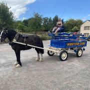Shire horse Reg arrives at The Slip Tavern in Much Marcle