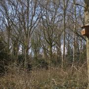Volunteers are needed to help maintain Dog Hill Wood