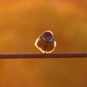 Bird on a wire by Denise Davies