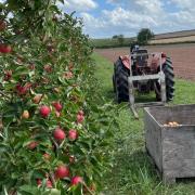 Apple orchards around Ledbury are being celebrated this month