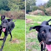 Beauty the 12-month-old lurcher needs a home