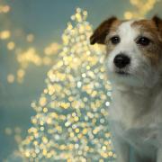 A number of festive favourites can be dangerous to pets