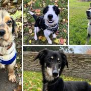 The RSPCA in Herefordshire is looking for people to join its team