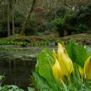 Hergest Croft Gardens by Andy Comp
