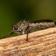Robber fly by Ade Radnor