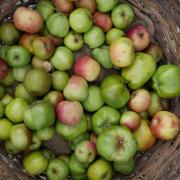 Varieties of apples are grown in the walled garden Image: National Trust Images/Chris Lacey