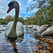 Swans by Andreia Andreia