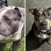 Caesar (left) and Dior (right) are both in need of homes before XL bullies are banned