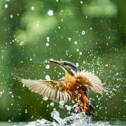 Kingfishers by Ade Radnor