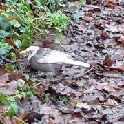 A blackbird with white markings was seen in Ledbury