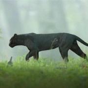 File image of a large black cat