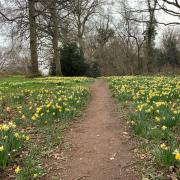 The new daffodil shuttle will run to Kempley and Oxenhall across two weekends in March