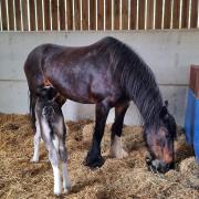 Rhys the Shire Horse foal