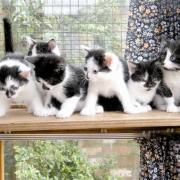 Some of the kittens that need new homes.