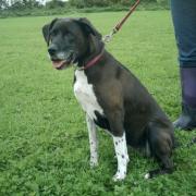 Please find a home for Holly